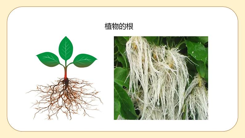 浙教版科学 八年级下册 4.3  植物的根与物质吸收 （课件+练习）02