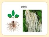 浙教版科学 八年级下册 4.3  植物的根与物质吸收 （课件+练习）
