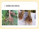 浙教版科学 八年级下册 4.3  植物的根与物质吸收 （课件+练习）