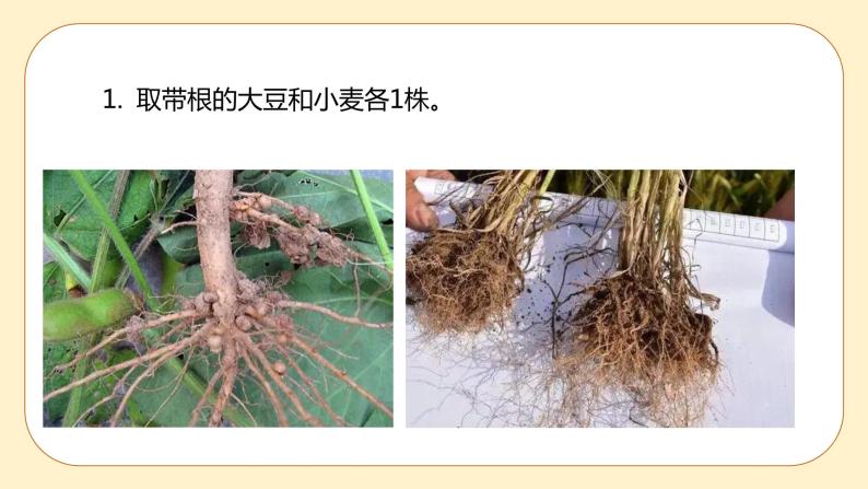 浙教版科学 八年级下册 4.3  植物的根与物质吸收 （课件+练习）03