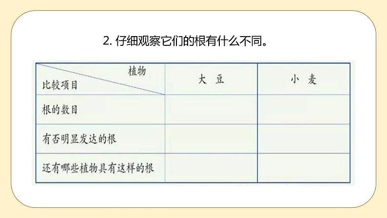 浙教版科学 八年级下册 4.3  植物的根与物质吸收 （课件+练习）04