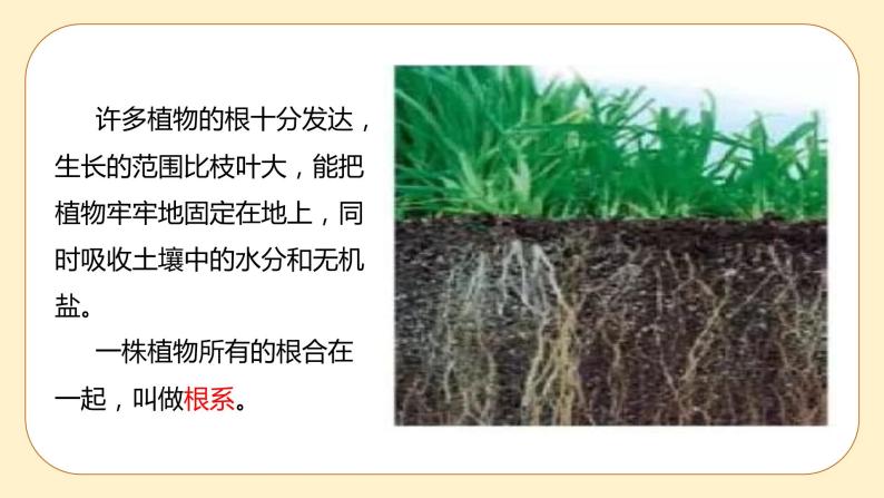 浙教版科学 八年级下册 4.3  植物的根与物质吸收 （课件+练习）05
