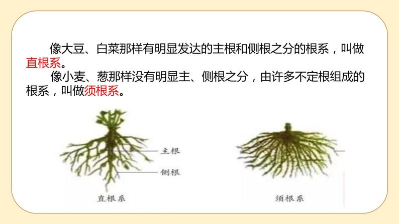 浙教版科学 八年级下册 4.3  植物的根与物质吸收 （课件+练习）06