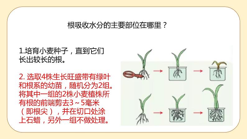 浙教版科学 八年级下册 4.3  植物的根与物质吸收 （课件+练习）08