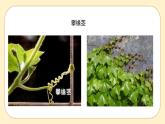 浙教版科学 八年级下册 4.4  植物的茎与物质运输 （课件+练习）