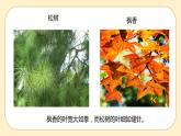 浙教版科学 八年级下册 4.5 植物的叶与蒸腾作用 （课件+练习）