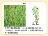 浙教版科学 八年级下册 4.5 植物的叶与蒸腾作用 （课件+练习）