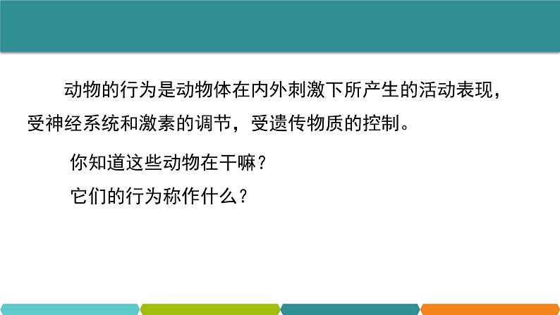 3.4  动物的行为 课件—浙教版八年级科学上册02