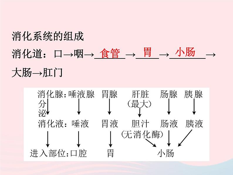 2022—2023学年新版浙教版九年级科学上册第4章代谢与平衡4.2食物的消化与吸收（课件+提优手册）02