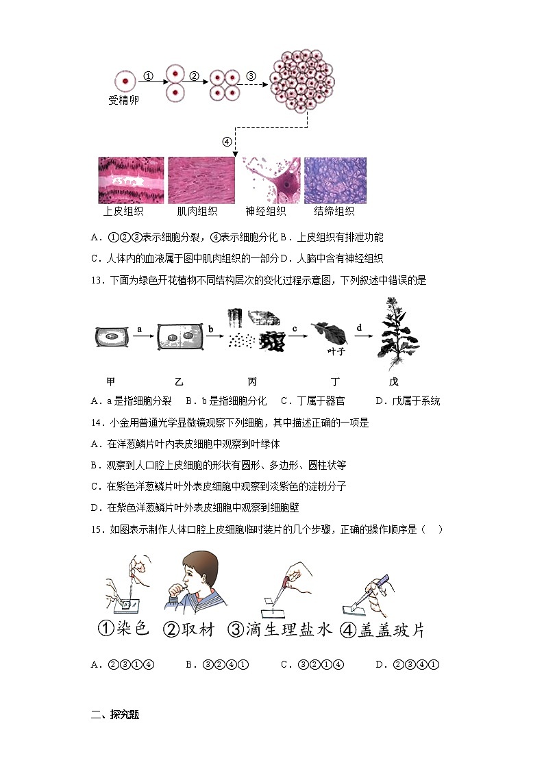 初中科学华师大第4章 生物体的结构层次 章节训练03
