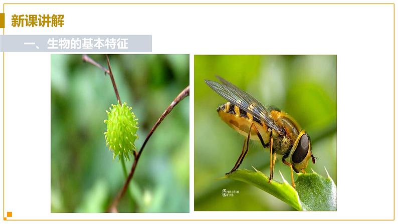 浙教版科学7年级上册 第2章 第1节  生物与非生物 PPT课件+教案+习题06