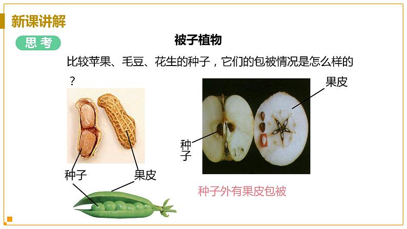 浙教版科学7年级上册 第2章 第5节  常见的植物 PPT课件+教案+习题07