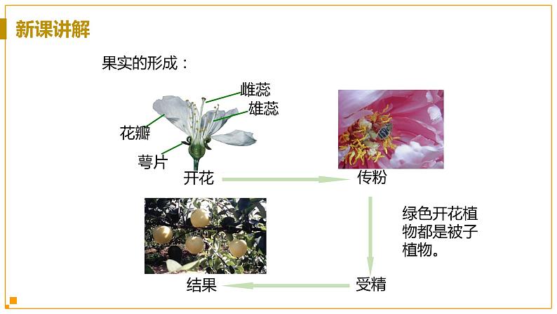 浙教版科学7年级上册 第2章 第5节  常见的植物 PPT课件+教案+习题08