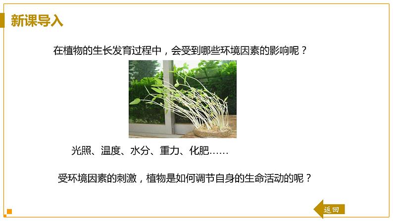 浙教版科学8年级上册 第3章 第1节  植物生命活动的调节 PPT课件+教案+习题04