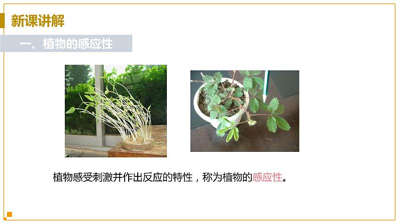 浙教版科学8年级上册 第3章 第1节  植物生命活动的调节 PPT课件+教案+习题05