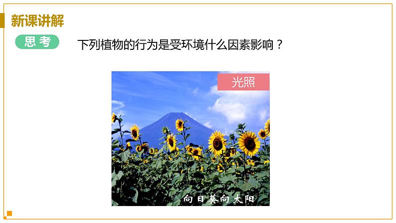 浙教版科学8年级上册 第3章 第1节  植物生命活动的调节 PPT课件+教案+习题06