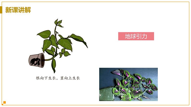 浙教版科学8年级上册 第3章 第1节  植物生命活动的调节 PPT课件+教案+习题07