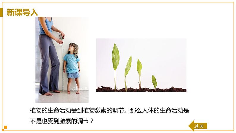 浙教版科学8年级上册 第3章 第2节  人体的激素调节 PPT课件+教案+习题04