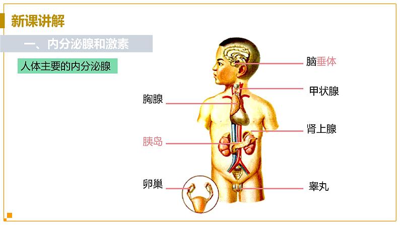 浙教版科学8年级上册 第3章 第2节  人体的激素调节 PPT课件+教案+习题05