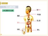 浙教版科学8年级上册 第3章 第2节  人体的激素调节 PPT课件+教案+习题