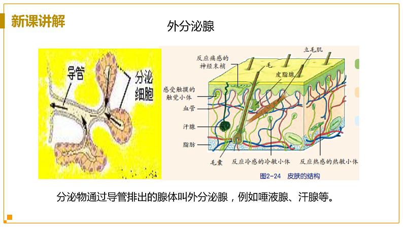 浙教版科学8年级上册 第3章 第2节  人体的激素调节 PPT课件+教案+习题06