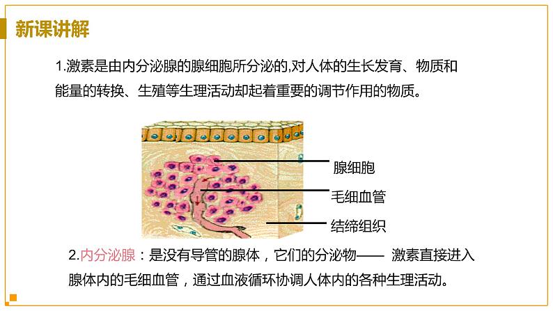浙教版科学8年级上册 第3章 第2节  人体的激素调节 PPT课件+教案+习题07