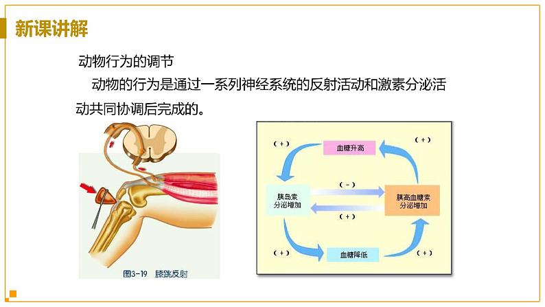 浙教版科学8年级上册 第3章 第4节  动物的行为 PPT课件+教案+习题07