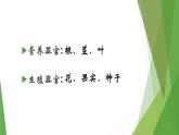 华中师大版八上科学 4.1绿色开花植物的营养器官 课件
