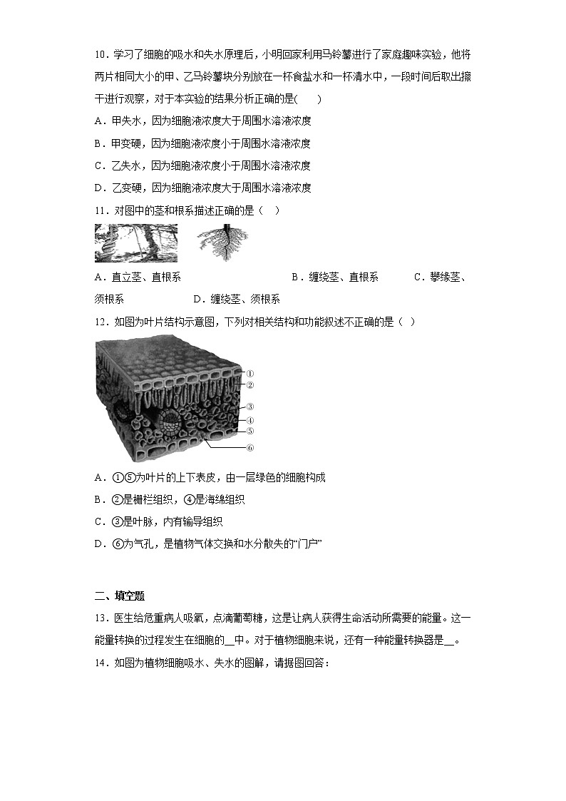 第四章植物的物质和能量转化 练习 华东师大版科学八年级上册03