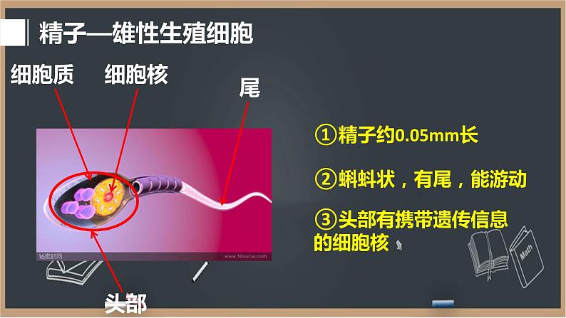 1.1新生命的诞生 课件08