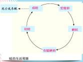 1.3.1动物的生长时期 第一课时课件