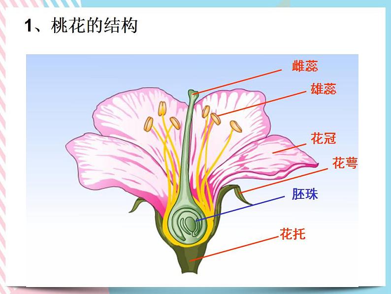 1.5植物生殖方式的多样性第1课时第4页