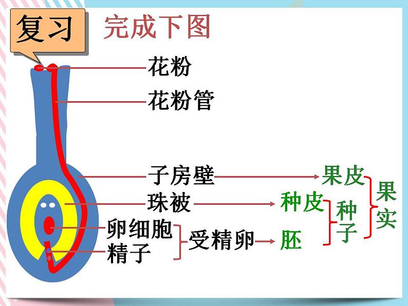 1.5植物生殖方式的多样性第2课时第3页