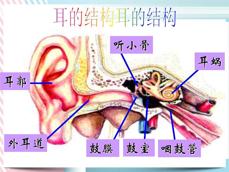 2.3耳和听觉 课件第4页