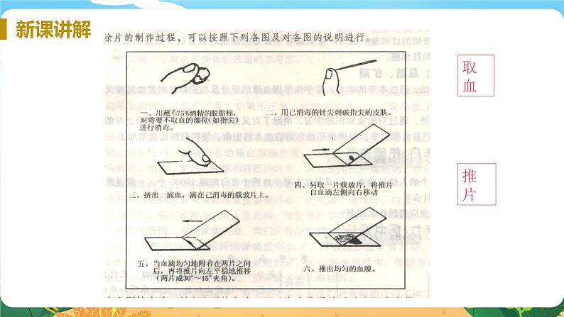 九科浙上 第4章 第3节  体内物质的运输 PPT课件+教案+预习作业+补充作业07