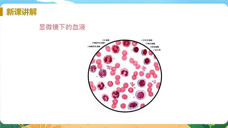 九科浙上 第4章 第3节  体内物质的运输 PPT课件+教案+预习作业+补充作业08