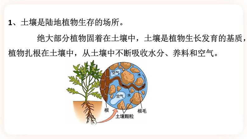 HS版七下4.2土壤与植物第3页