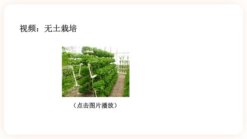 HS版七下4.2土壤与植物第8页