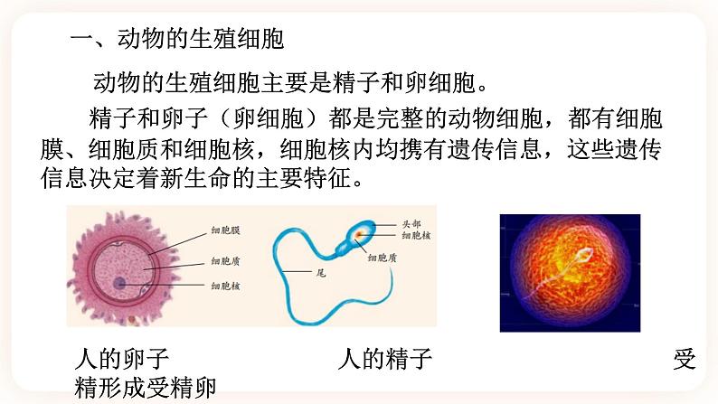 6.1动物的生殖与发育 第2课时（课件+预学案+练习）03