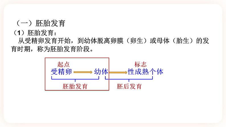 6.1动物的生殖与发育 第3课时（课件+预习案+练习）05