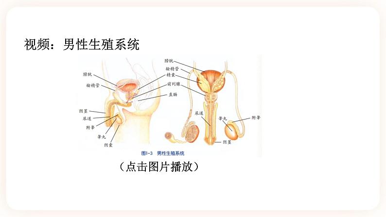 HS版七下6.2人的生殖与发育（1）第5页
