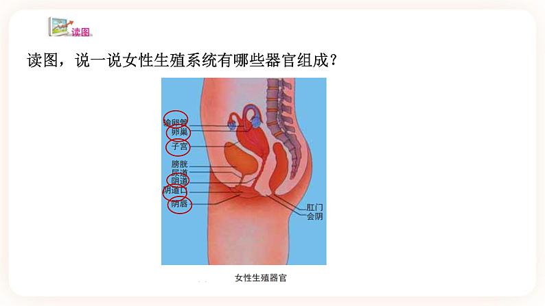 HS版七下6.2人的生殖与发育（1）第6页