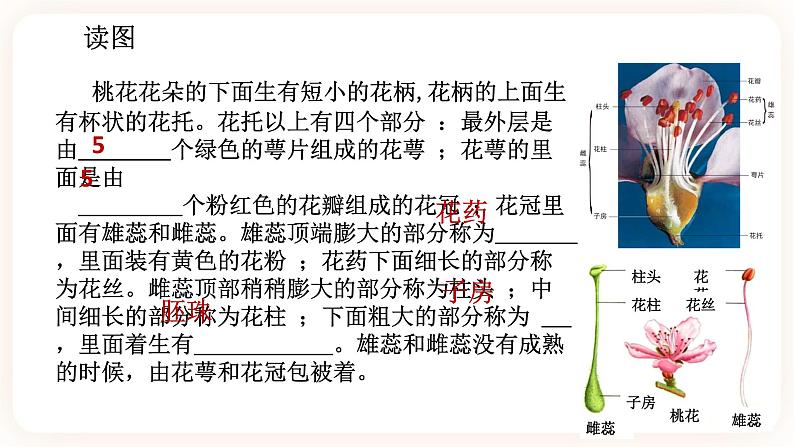 7.1绿色开花植物的有性生殖和发育 第1课时（课件 +预学案+练习）05