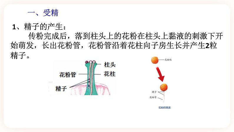 HS版七下7.1绿色开花植物的有性生殖与发育（3）第4页