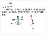 7.1绿色开花植物的有性生殖和发育 第3课时（课件+预学案+练习）