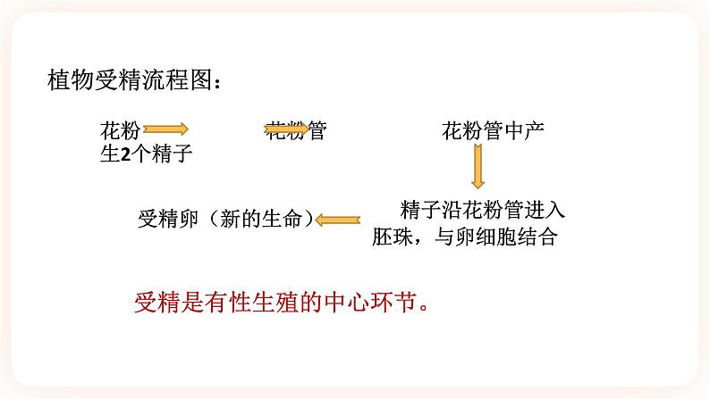 HS版七下7.1绿色开花植物的有性生殖与发育（3）第6页