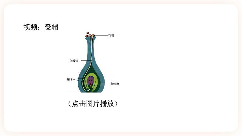 HS版七下7.1绿色开花植物的有性生殖与发育（3）第7页