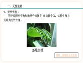 7.3植物的无性生殖（课件+预学案+练习）