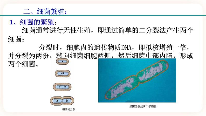 HS版七下7.4细菌和真菌的繁殖第5页