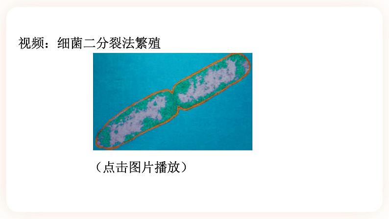 HS版七下7.4细菌和真菌的繁殖第7页